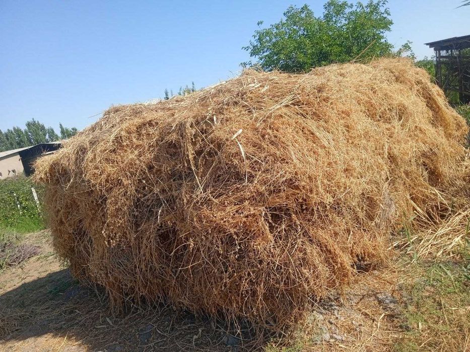 Hayvonlar uchun yem xashak