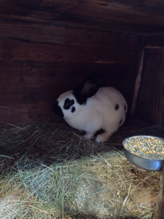 Зайци Немски пъстър великан Пеперуда