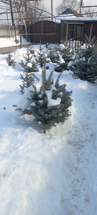 Голубая Ель, Блю Даймонд