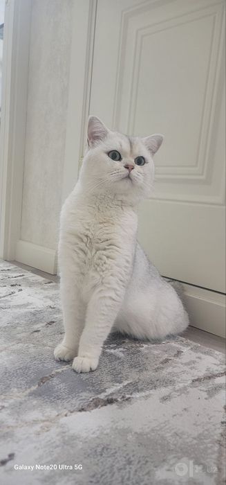 Вязка   серебристый Шиншила