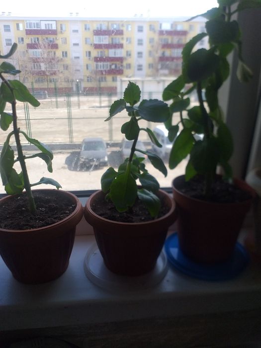 Цветы свежепосаженные