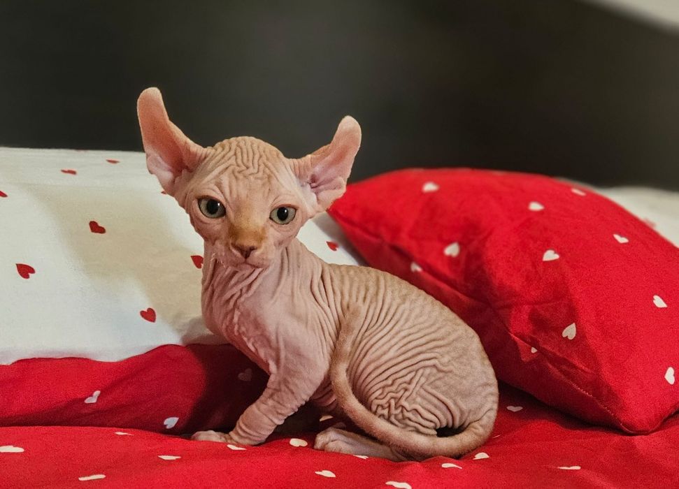 Baietel sphynx/sfinx/elf deosebit