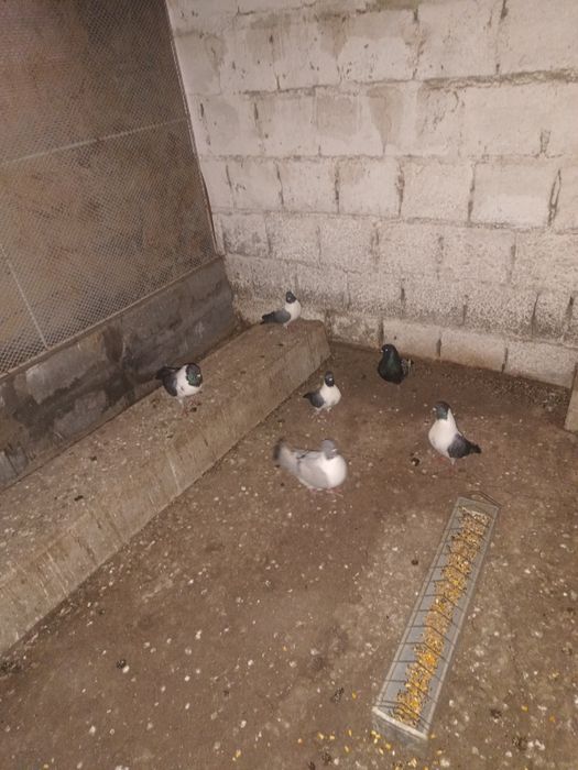 Porumbeii de vânzare