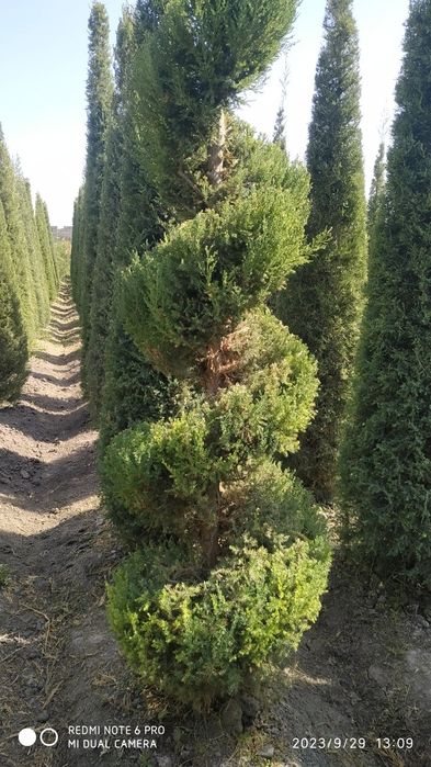 Арча кучатлари 2.5м