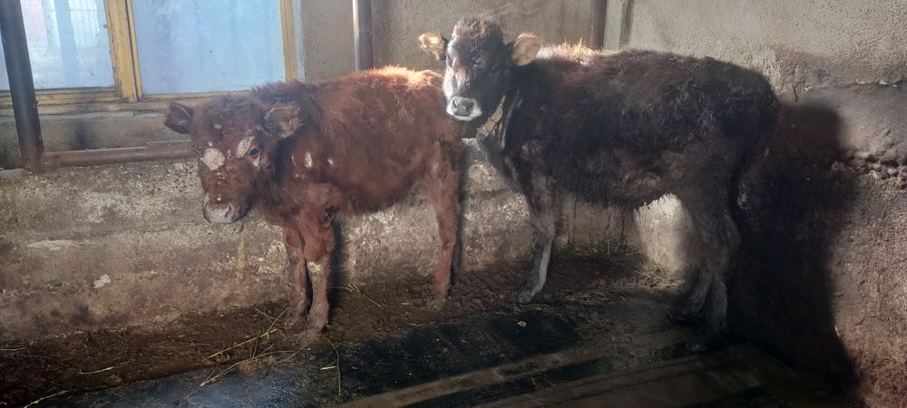Продам телят три четыре месеца