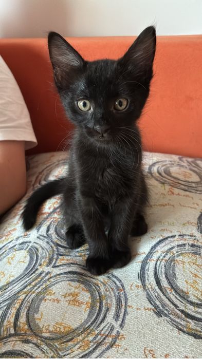 Pisoi spre adoptie