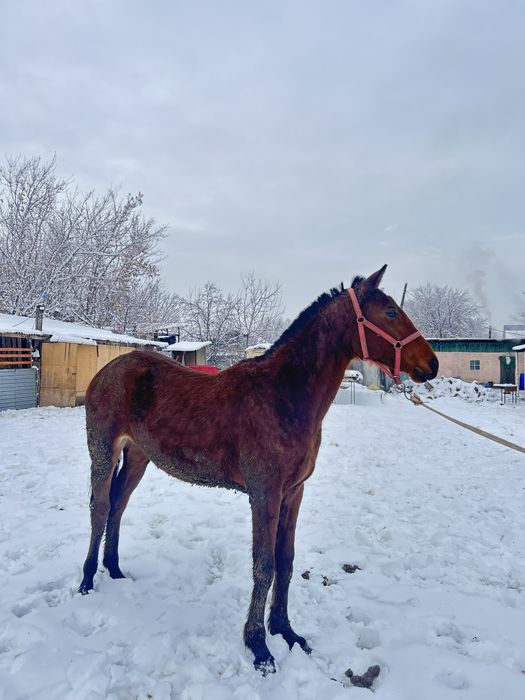 Байтал ұрғашы тай