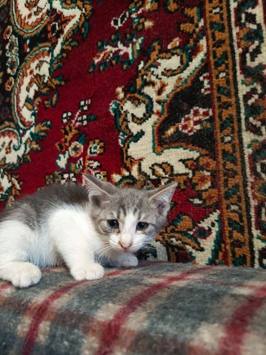 Подарок котята в добрые руки