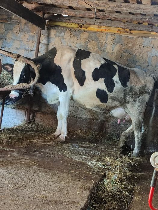 Корова голштин 2 отела.