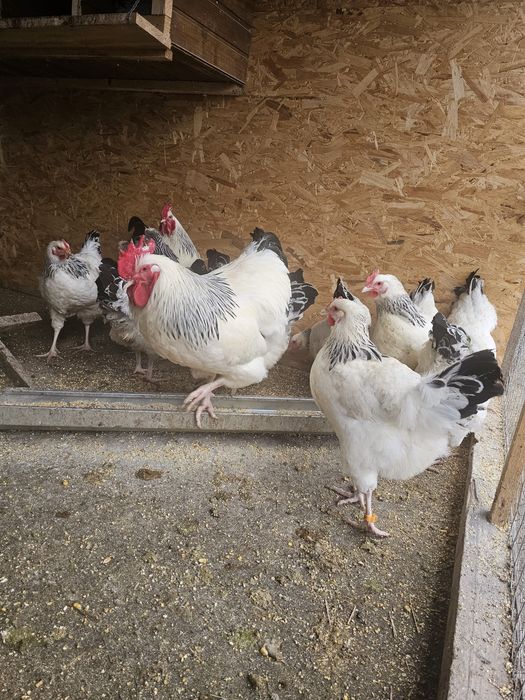 Pui  Sussex New hampshire