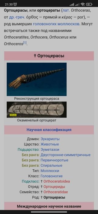 Продам окаменелости ракушки моллюск Ортоцерасы