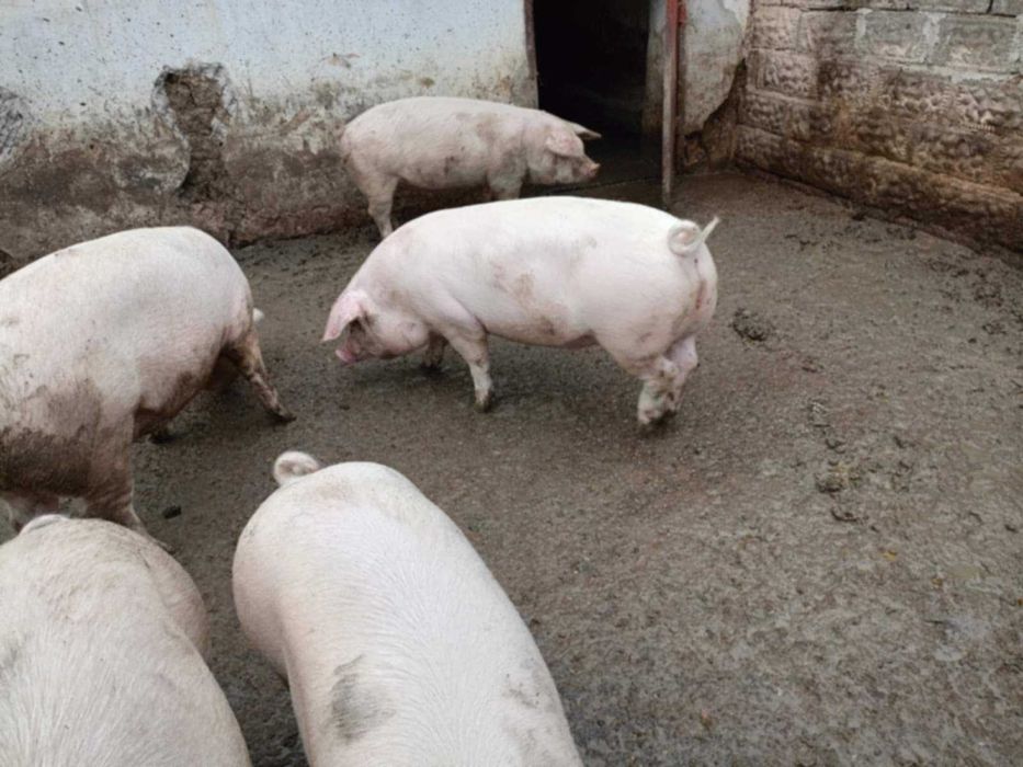 Продавам прасета.