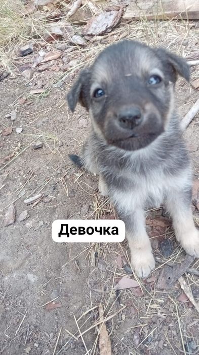 Щенки в добрые руки