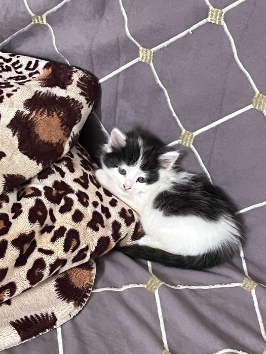 Котенок, девочка ей месяц