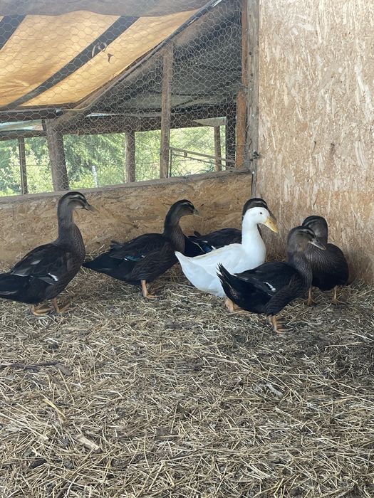 Rate rouen si pekin