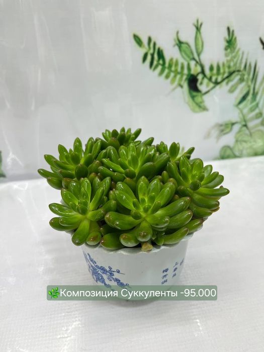 Суккуленты и кактусы