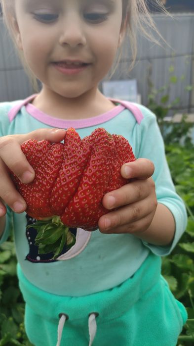 Земляника (Клубника) сорт Галя Чив