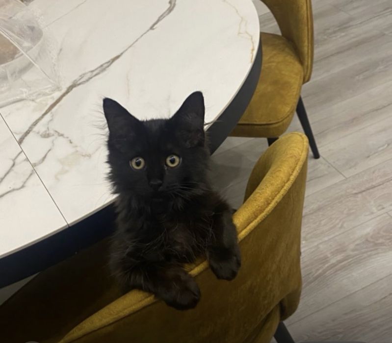 Мейн-кун бесплатно