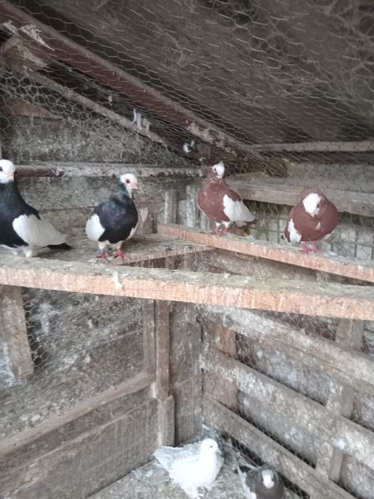 Porumbei de agrement