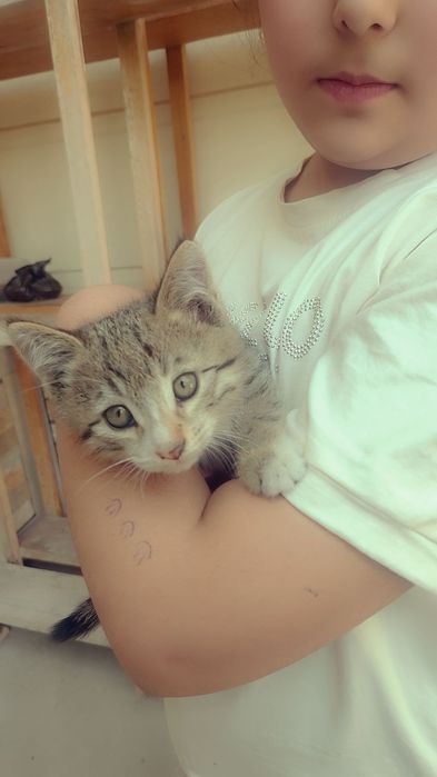 Мушук болалари сотилади