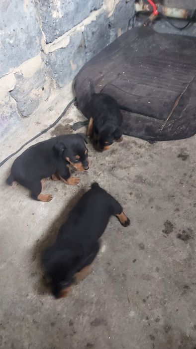 Продам щенка яктерьер