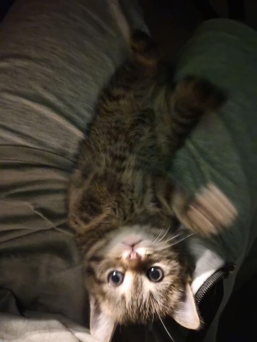 Котенок в добрые руки