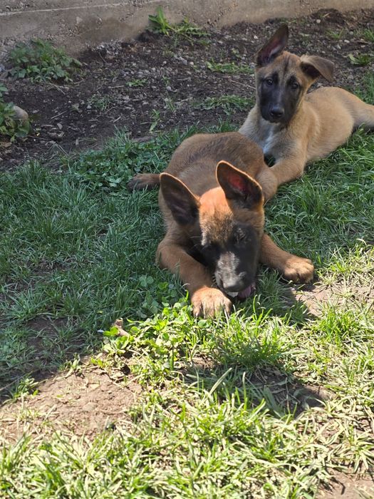 Щенки 2.5 месяц кабельи