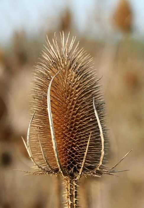 Сухоцветы степные