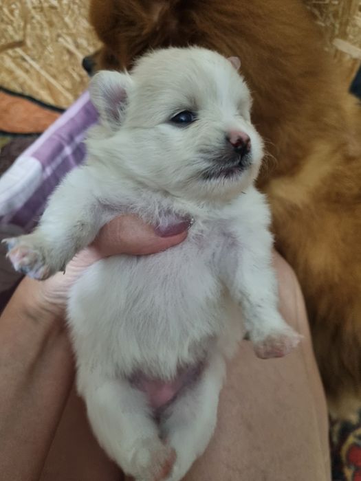 Шпиц померанский