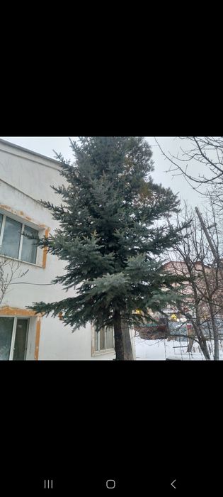 Продам ёлку ель продаю