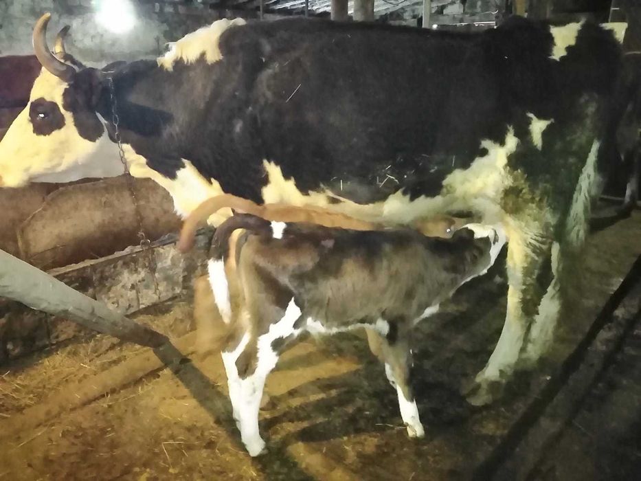 Продам Корову. 800000