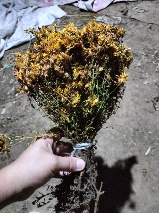 Лечебная травы. Горный.