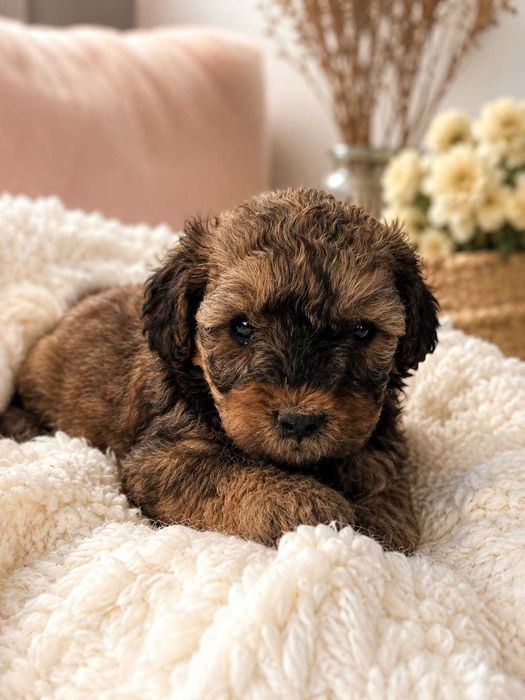 Maltipoo Phantom Toy