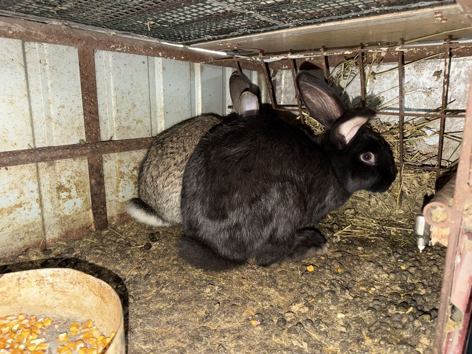 Iepuri de casă rasă mixtă