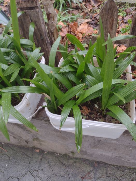 Промоция  : Трапикарпус -издържа до минус 22 градуса .