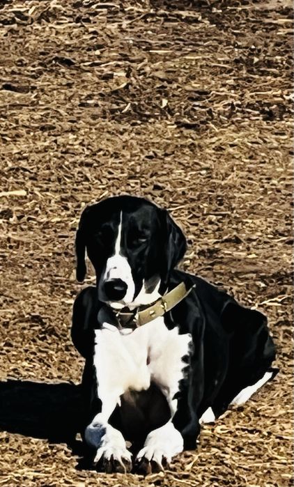 Тазы күшіктер ЖАРҒАҚ