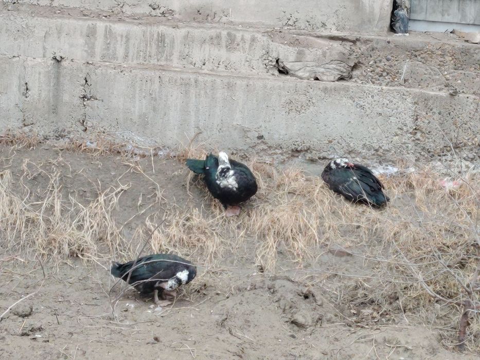 Инутка урдак сотилади