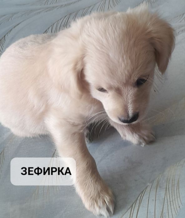 Щенята в добрые руки