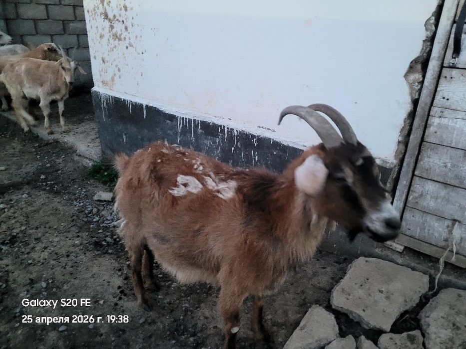 Ешкілер сауынды.