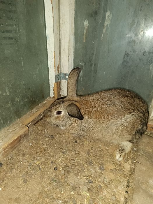 Кролик Самец продается