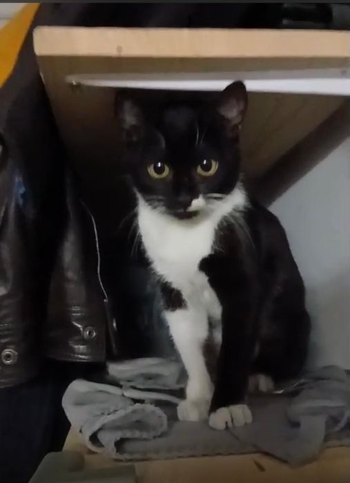 Ela 6 luni  deparazitata, sterilizata,vaccinata