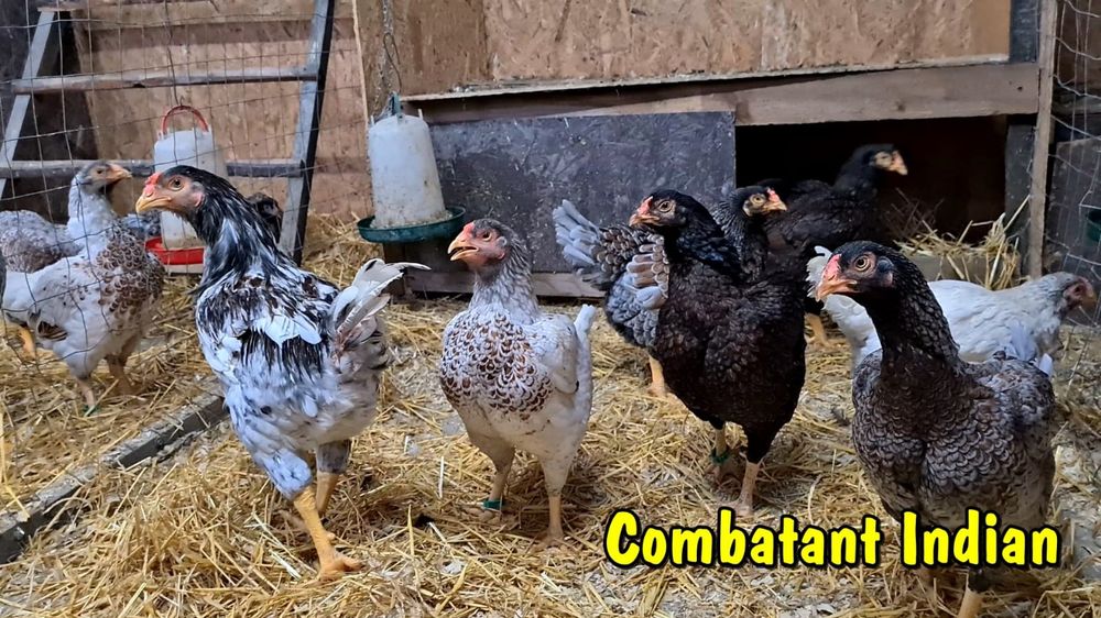 Oua incubat din păsări atent selecționate