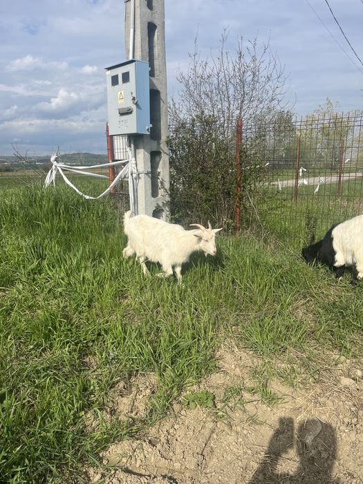 Vînd o caprita fatata si un tap mai multe inf la nr de tel