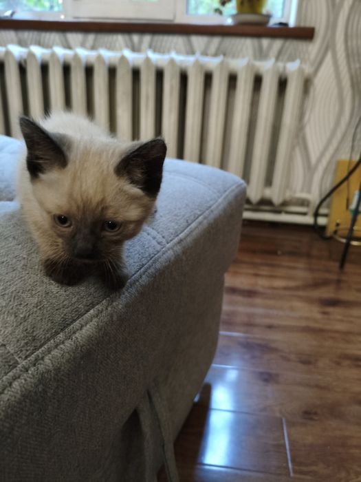 Продам сиамского котёнка