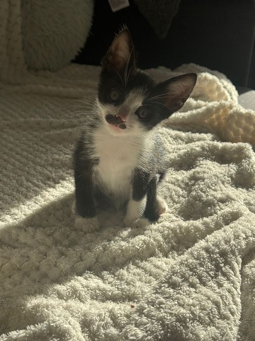 Dau spre adoptie pisic alb negru aprox 1 luna