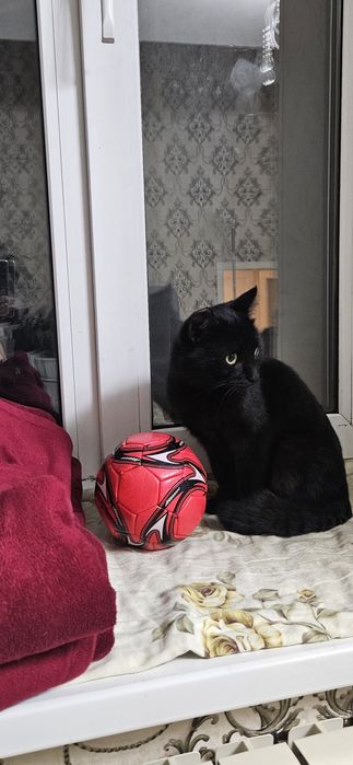 Котик в добрые руки