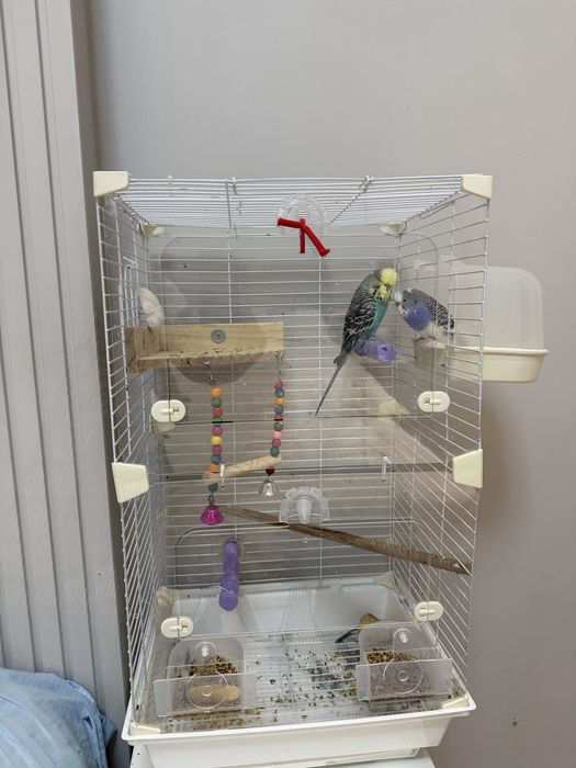 Пара волнистых попугаев