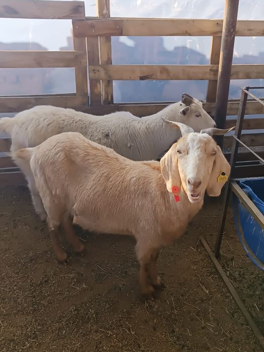 козочки и козлики