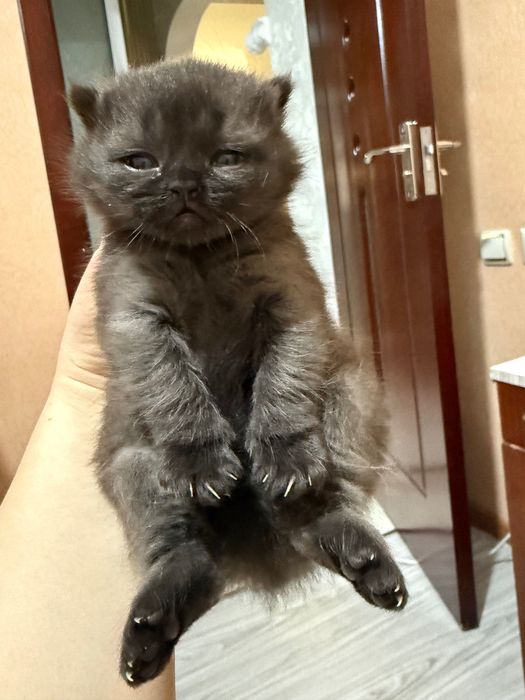 Отдам котенка в добрые руки