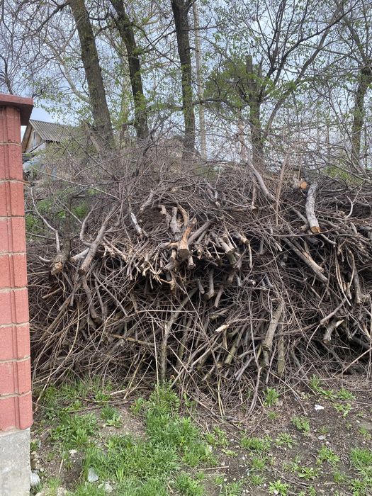 Карагачи бесплатно